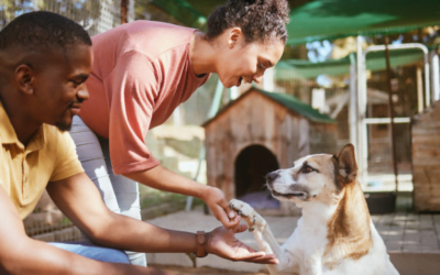 Economics of Fostering a Pet